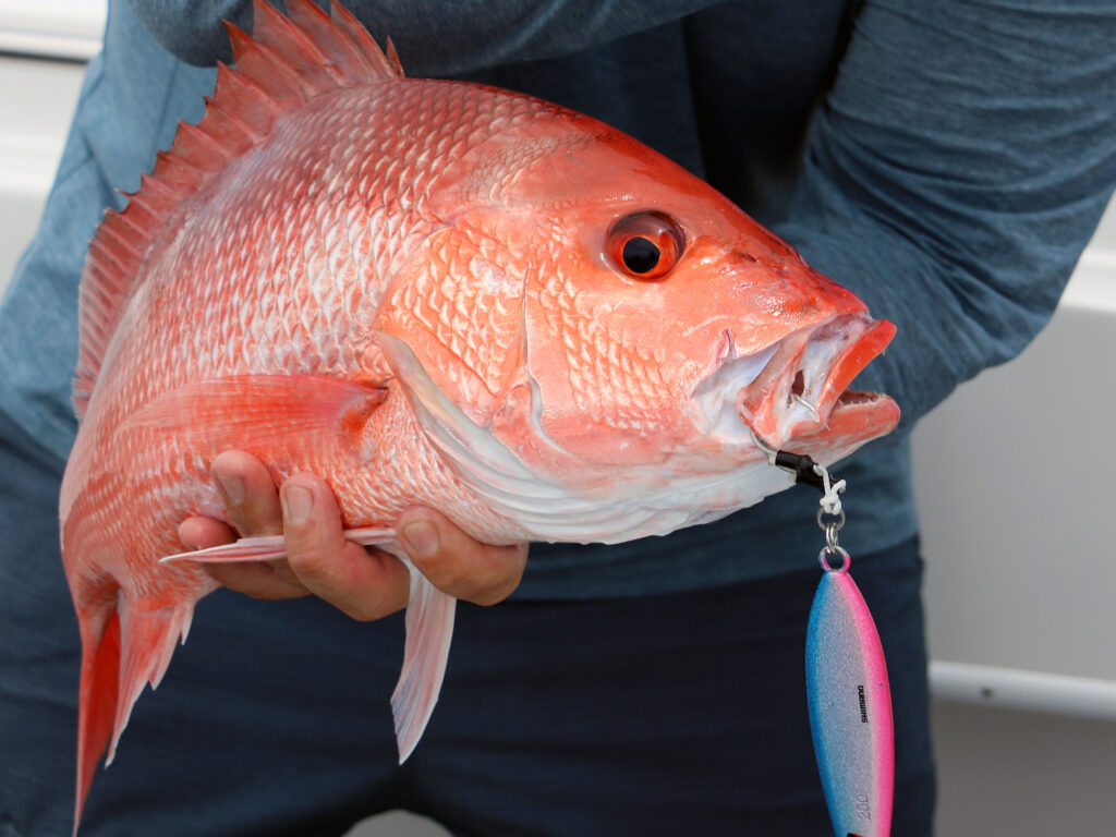 Alabama red snapper caught on a jig