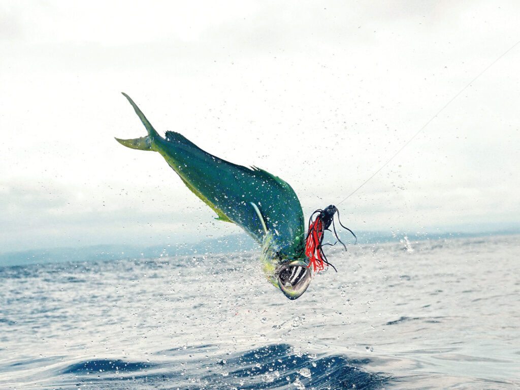 Mahi jumping out of the water