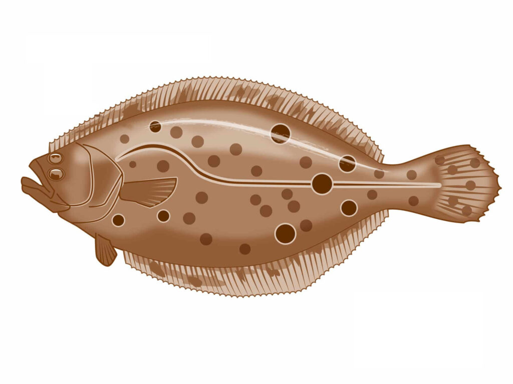 Fluke illustration