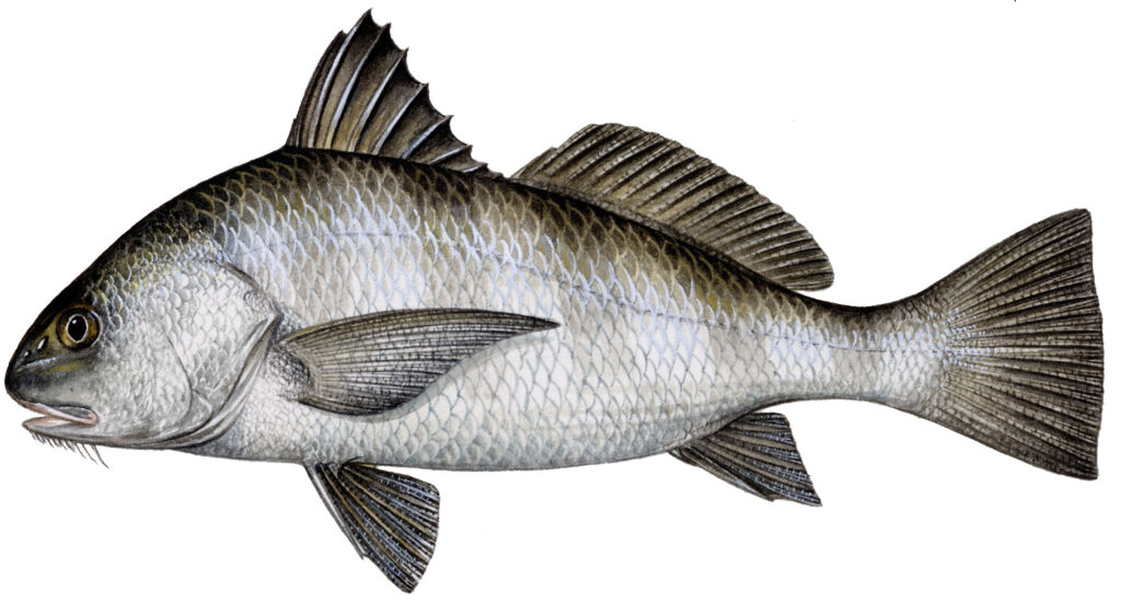 Black drum illustration