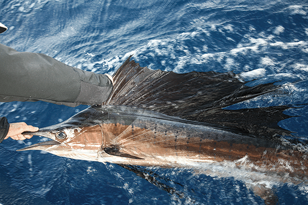 fishing for sailfish