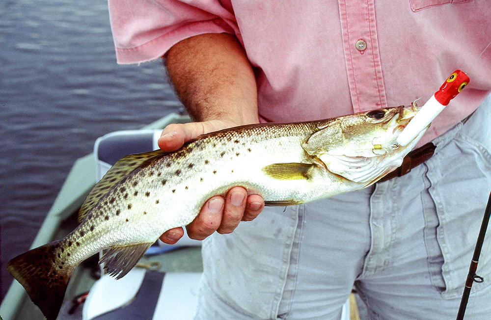 fish caught in Florida