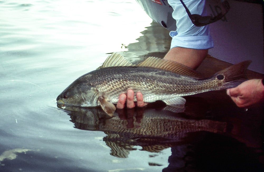 releasing a fish