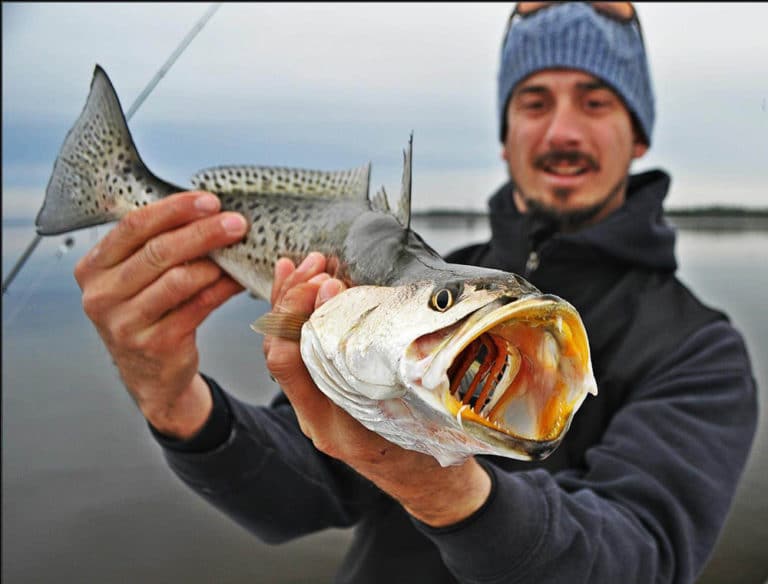 spotted seatrout