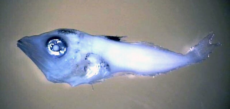 Bluefin Tuna Larvae Fishing Photo