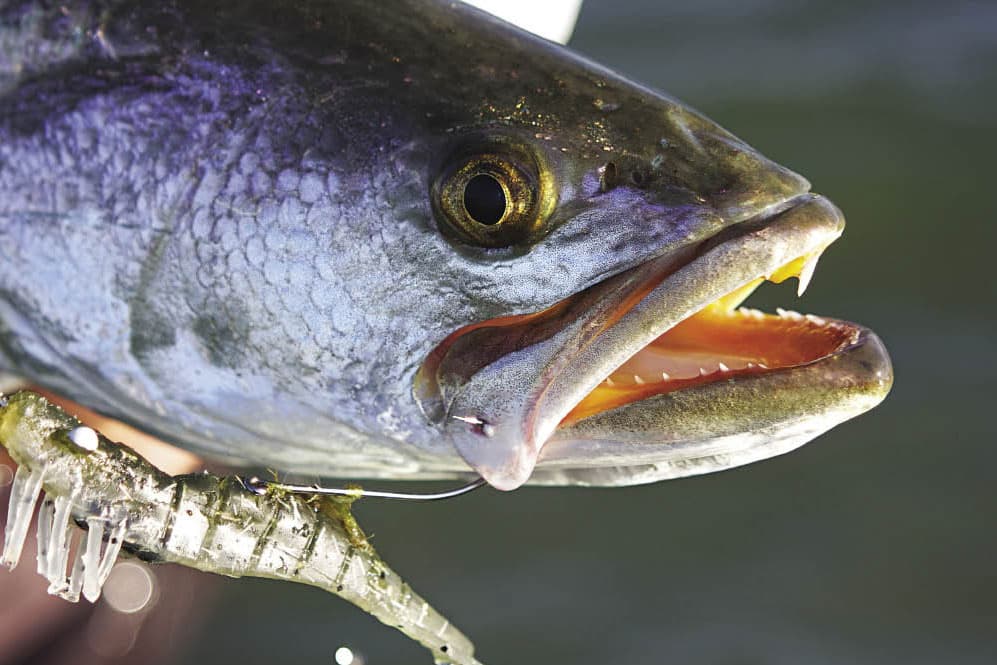 Gator Seatrout