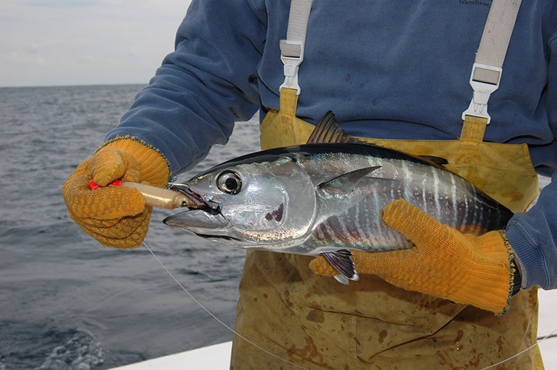 0713bluefin_small.jpg