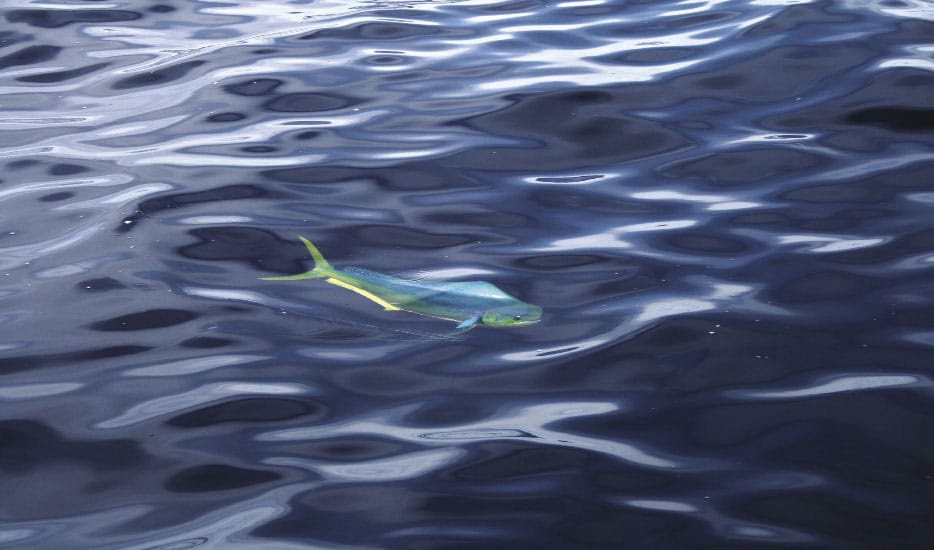 0713calimahi_inwater.jpg