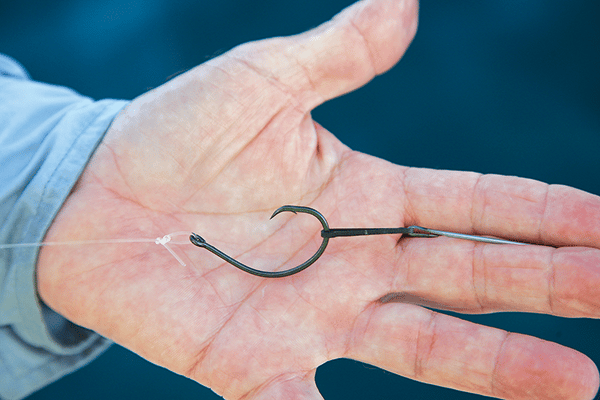 bridle live bait rubber band circle hook rigging