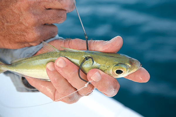 bridle live bait rubber band circle hook rigging