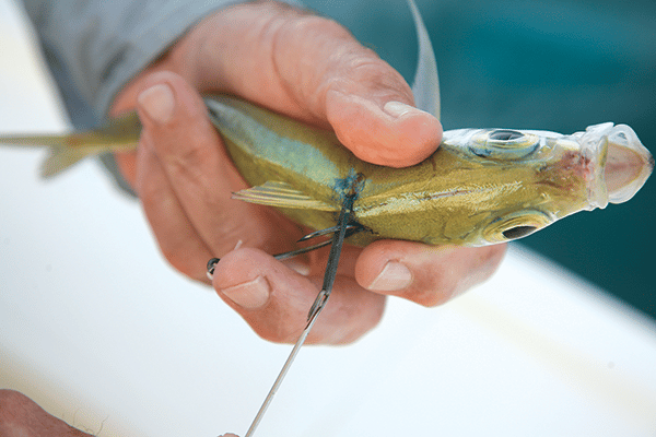 Rubber-Band Bridle, How-To Fishing Tips