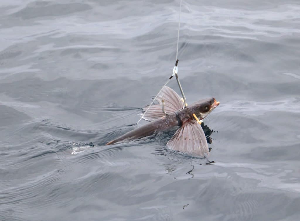 Flying fish rigged for tuna