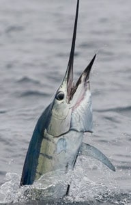 100-0110sailfish.jpg