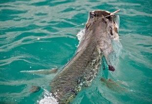 100-0209tarpon_311.jpg