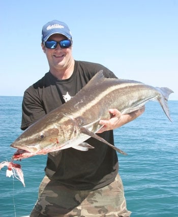 100-0311cobia_main.jpg