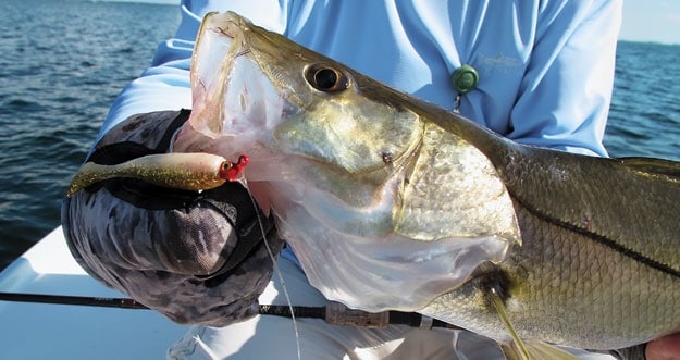 Southwest Florida Snook