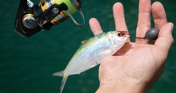 Snapper Rig How To Tie Your Fishing Rigs Snell Hooks Step By Step 