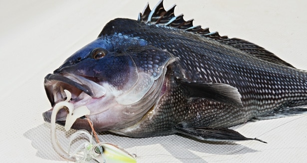 Black Sea Bass Jig Rig - Red Crustacean