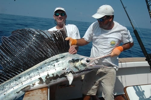 100-05sailfish500.jpg