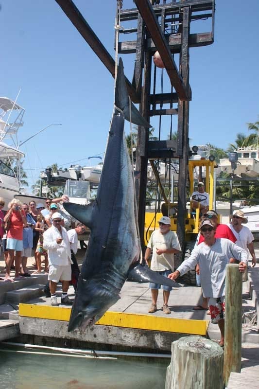 850-pound Mako