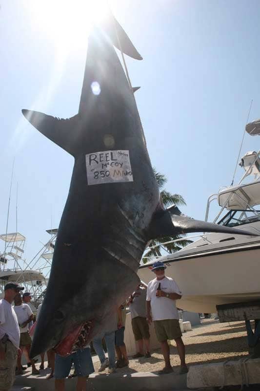 850-pound Mako