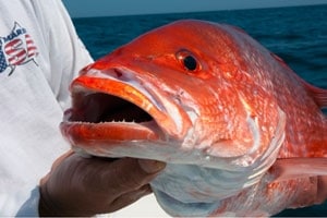 100-0710news_snapper.jpg