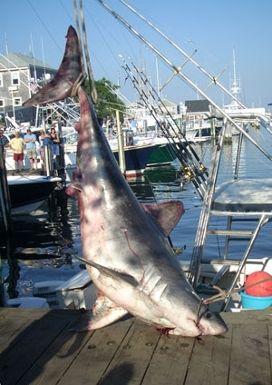 100-0909porbeagle.jpg