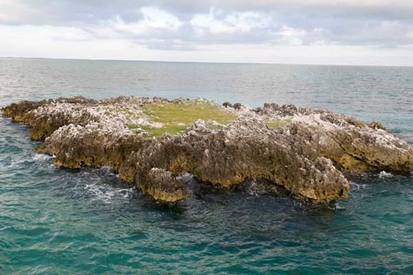 Snapper on the Rocks