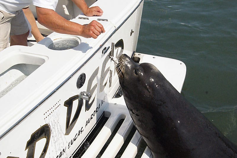 10_bait eating seal.jpg