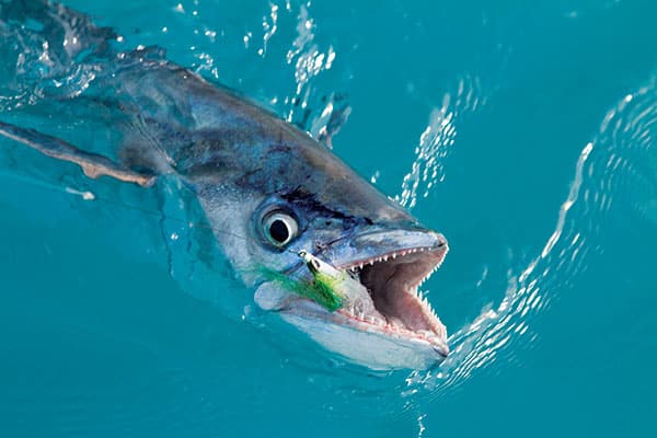 King mackerel