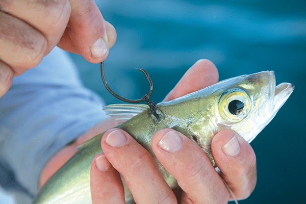 bridle live bait rubber band circle hook rigging