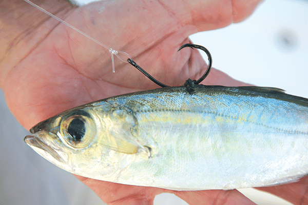 bridle live bait rubber band circle hook rigging