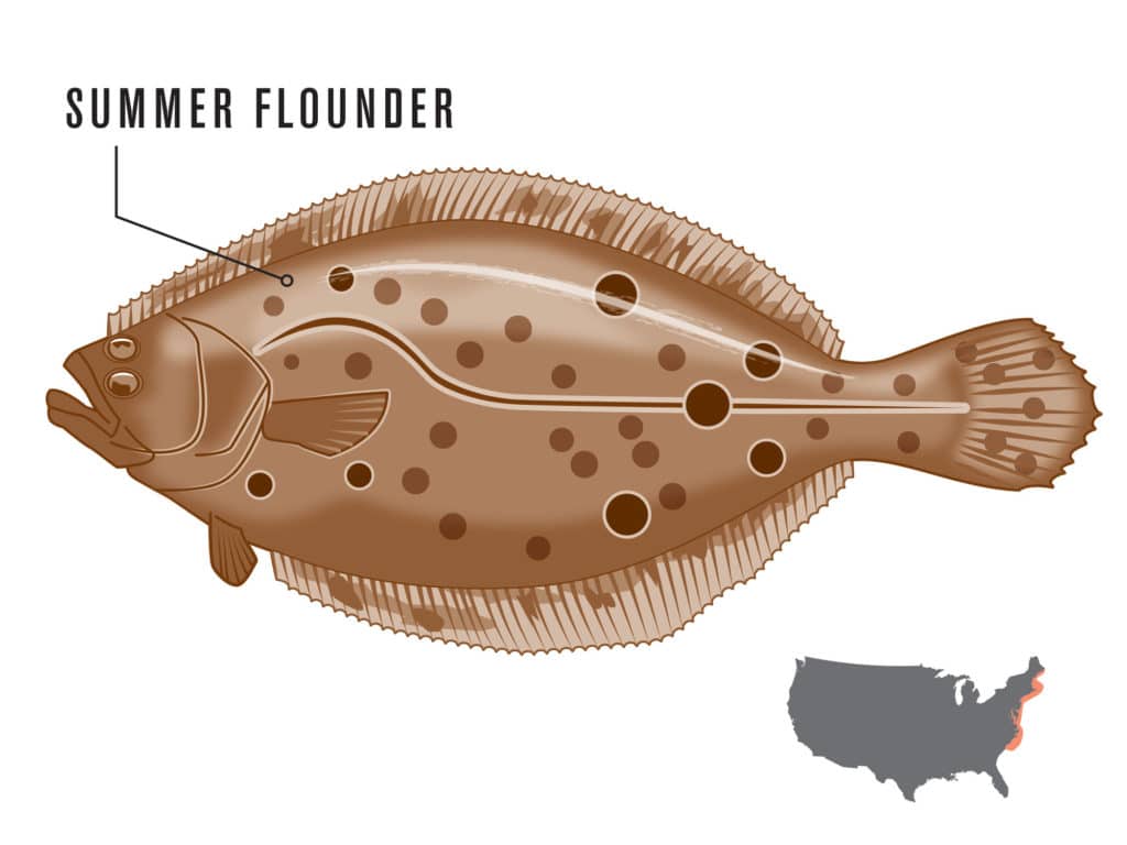 flounder north south tactics flatfish how-to