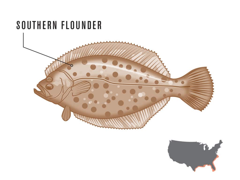 flounder north south tactics flatfish how-to