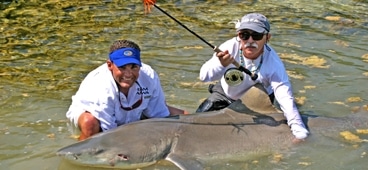 New IGFA world record; 385 lb Shark on 16 lb Tippet - Heaviest