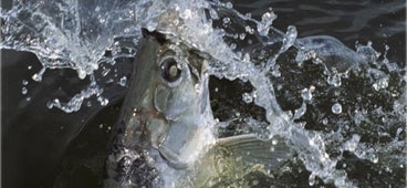 Suncoast Tarpon