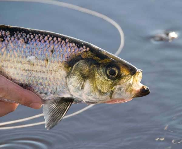 Shad on the St. John's