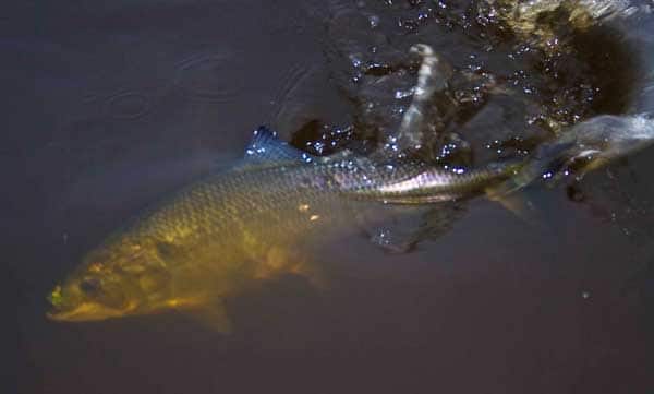 Shad on the St. John's