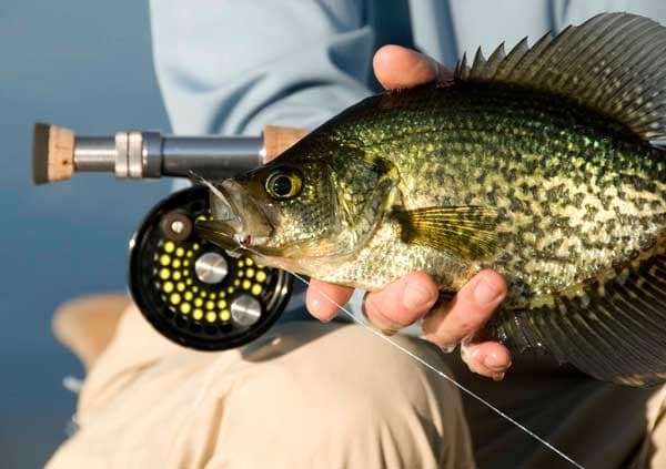 Shad on the St. John's