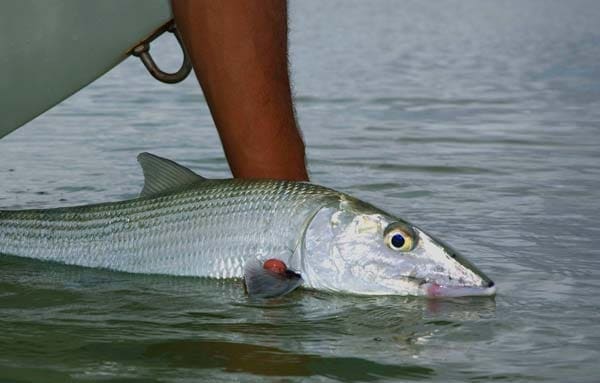 Turks and Caicos Bonefishing