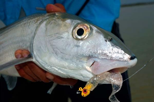 Turks and Caicos Bonefishing