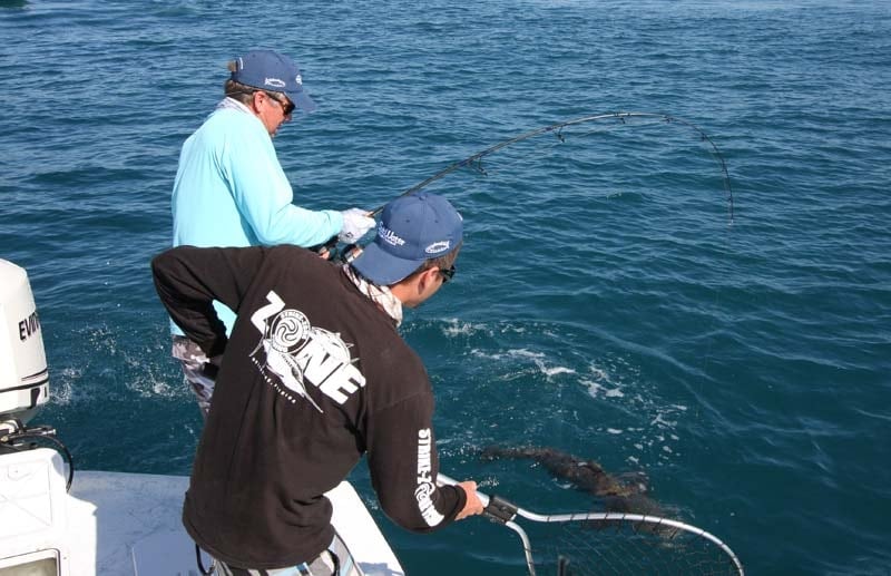 Space Coast Cobia