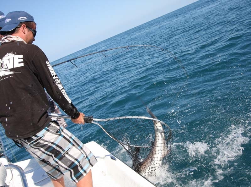 Space Coast Cobia