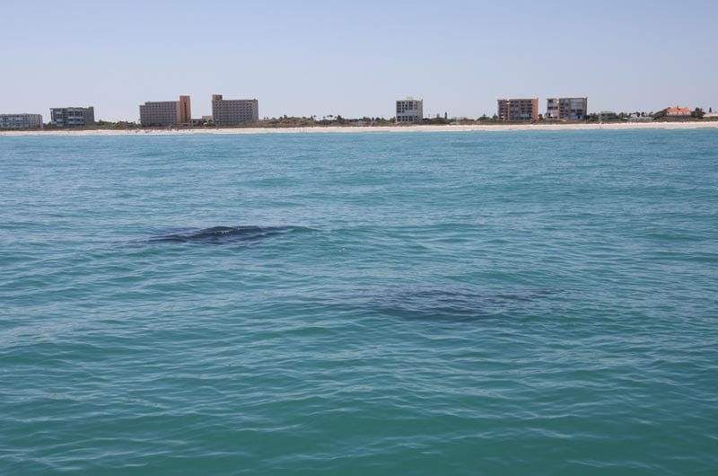 Space Coast Cobia