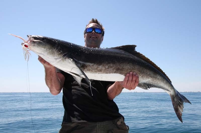 Space Coast Cobia