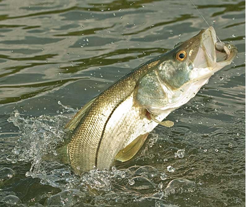 fishing the Florida Everglades