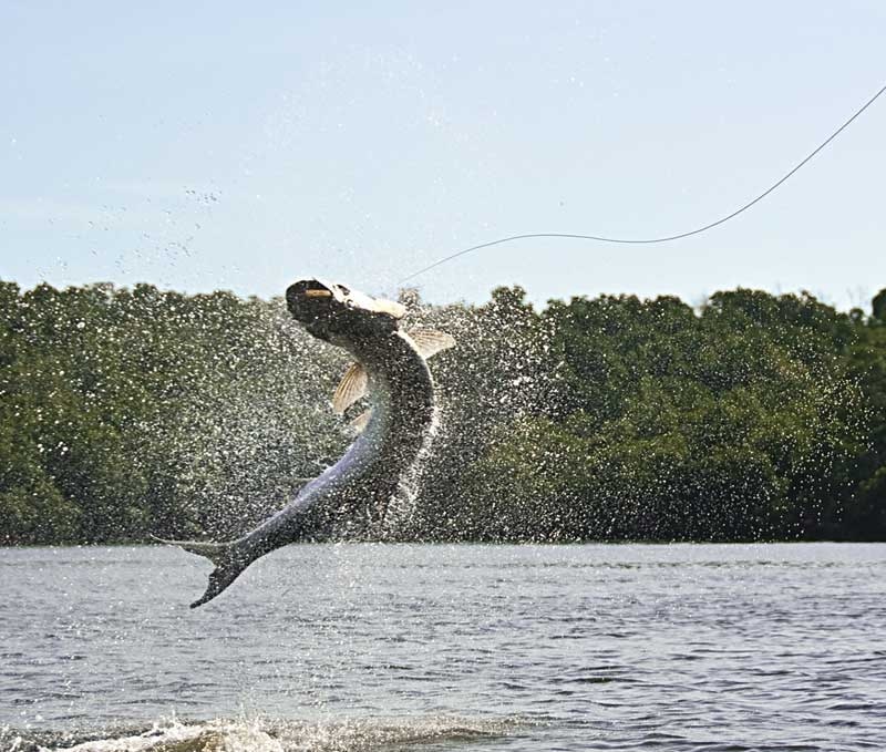 fishing the Florida Everglades