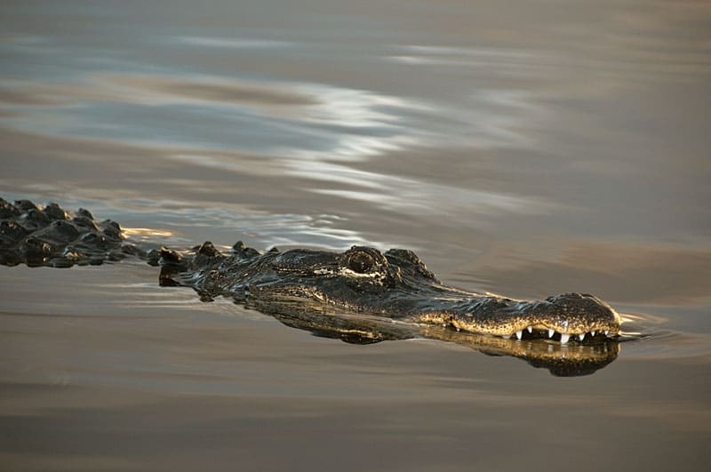 fishing the Florida Everglades