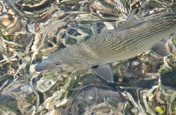 Fishing Belize