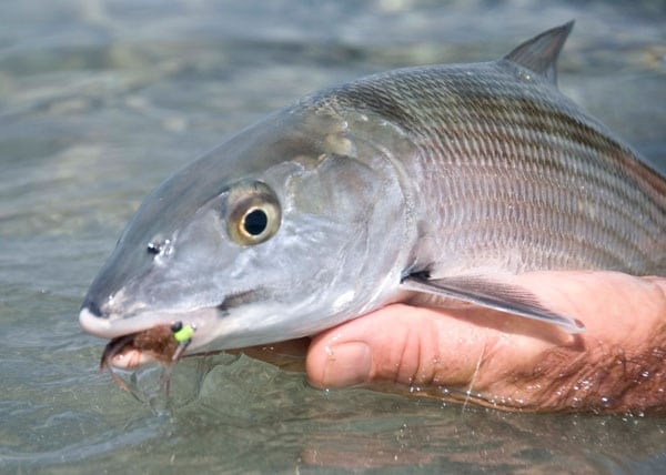 Fishing Belize